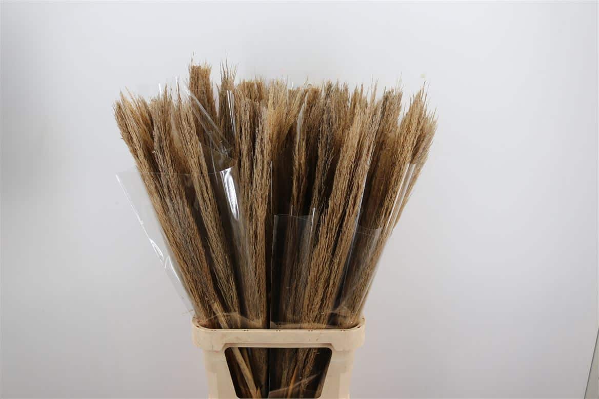 Siergras-Cane-Arundo-Donax-110cm-Without-Leaves-Tk