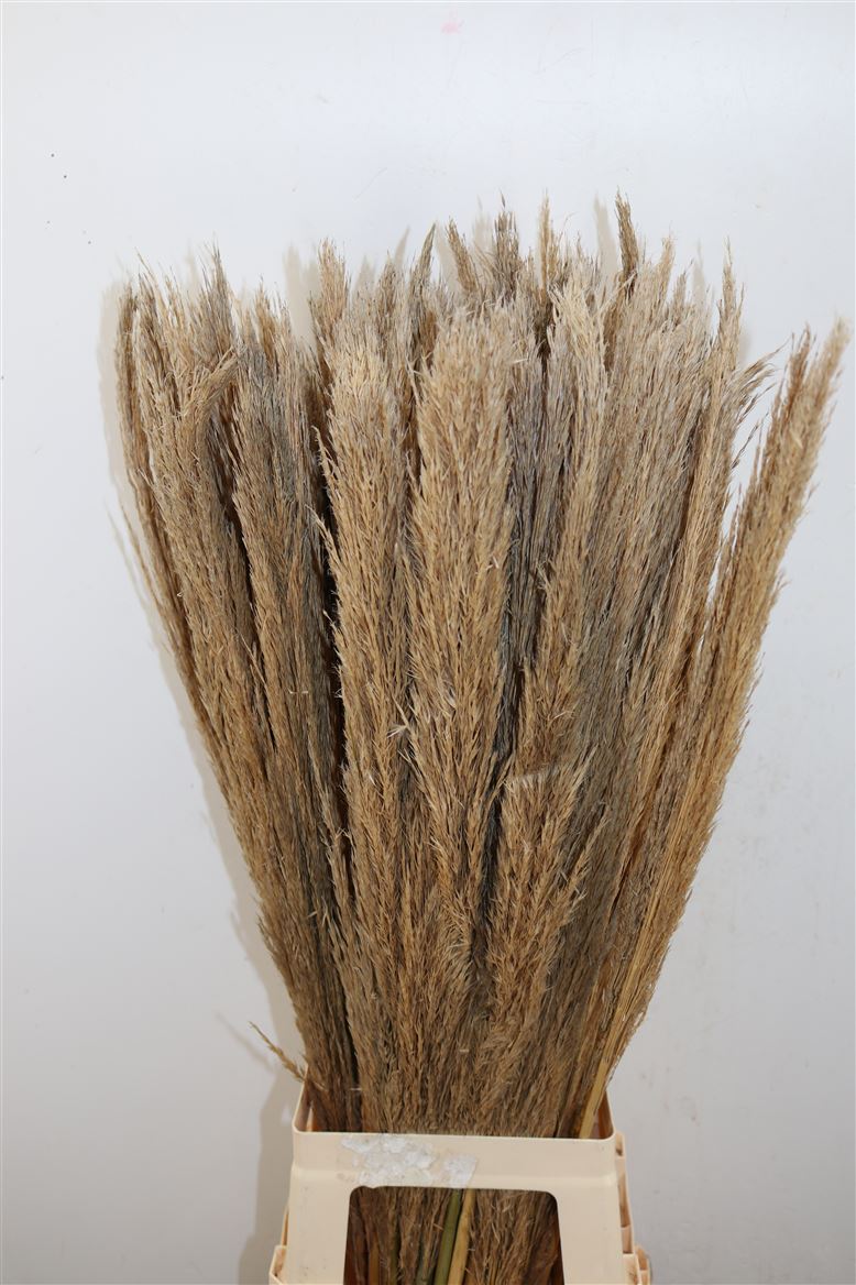 Siergras-Cane-Arundo-Donax-90cm-Without-Leaves-Sma