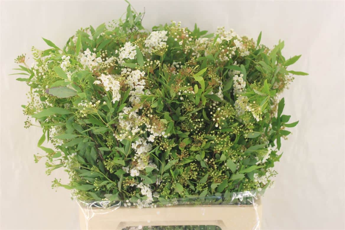 Spirea-White-250gr-P-Bunch