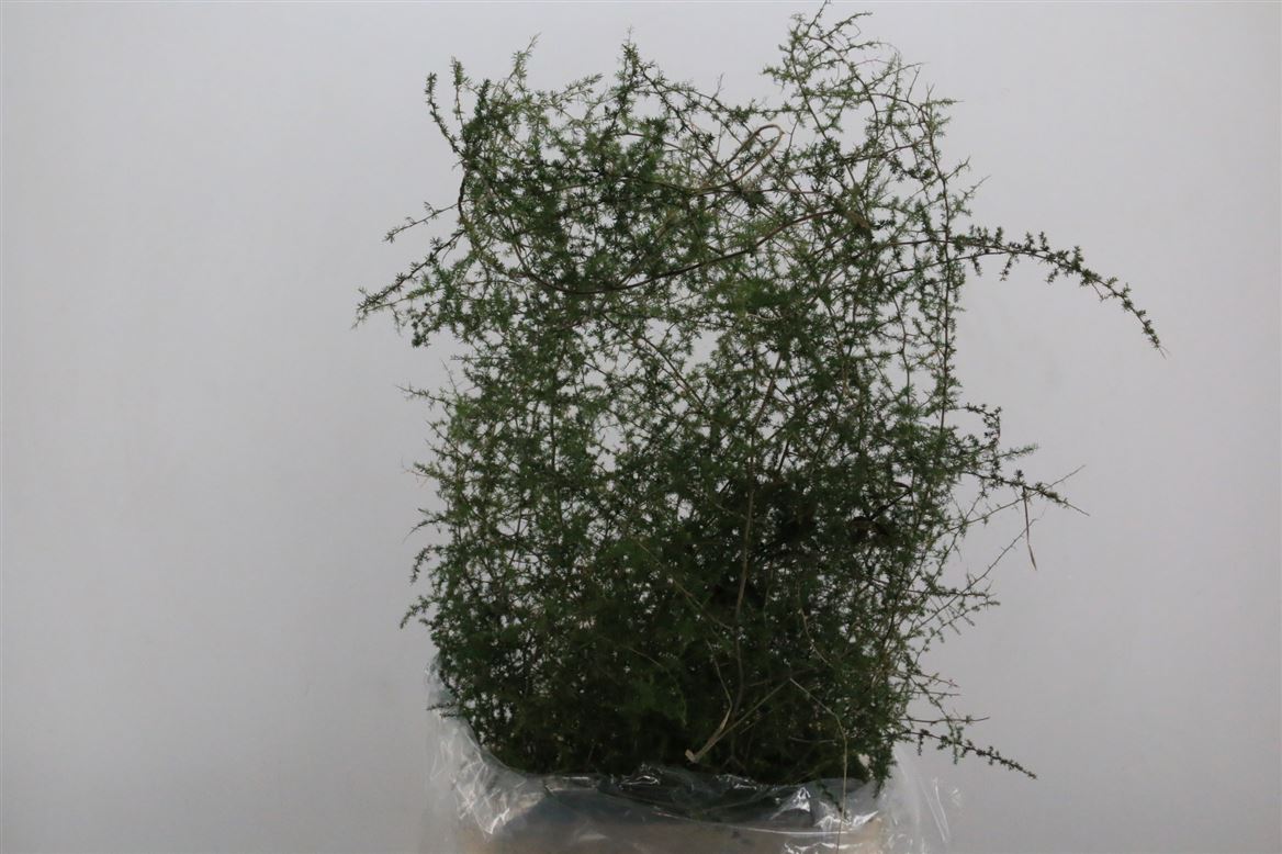 Sprengerie-Wild-Naturel-P-Stem
