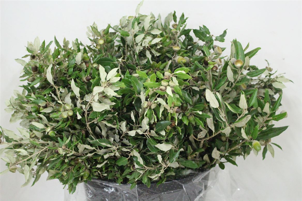 Steeneik-Leaves-P-Bunch