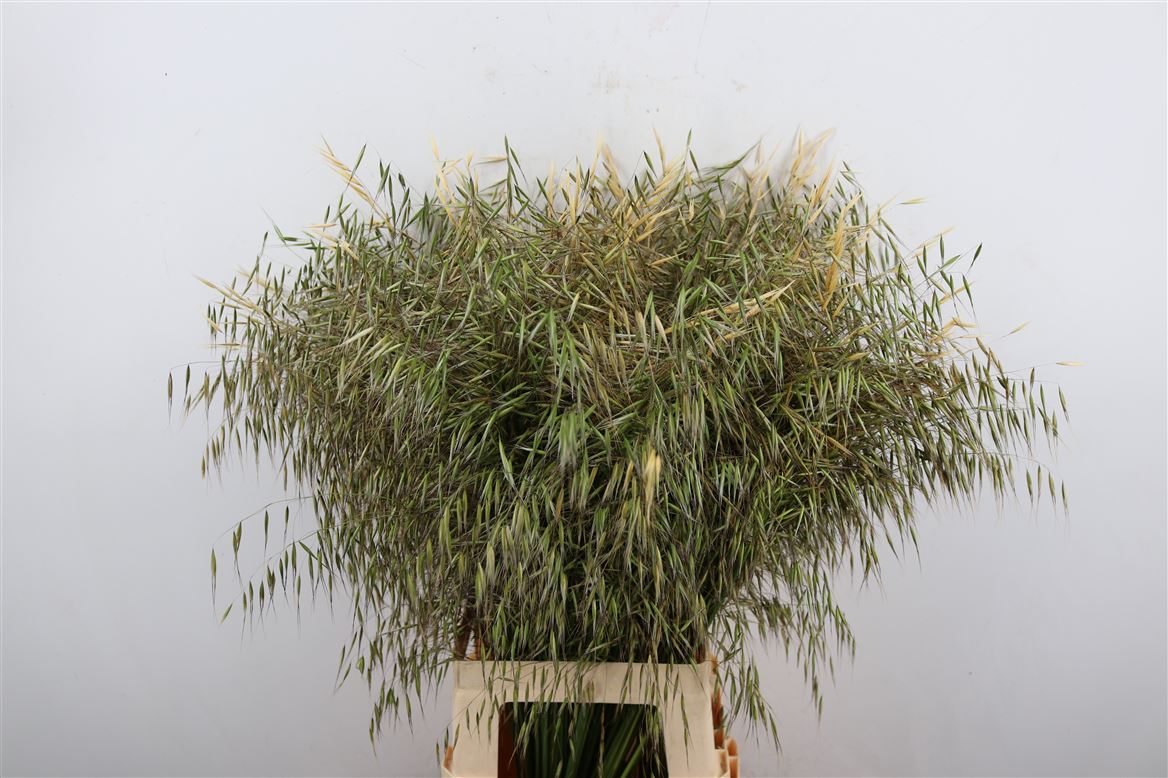 Stipa-Giganthea-Naturel-90cm-Per-Tak