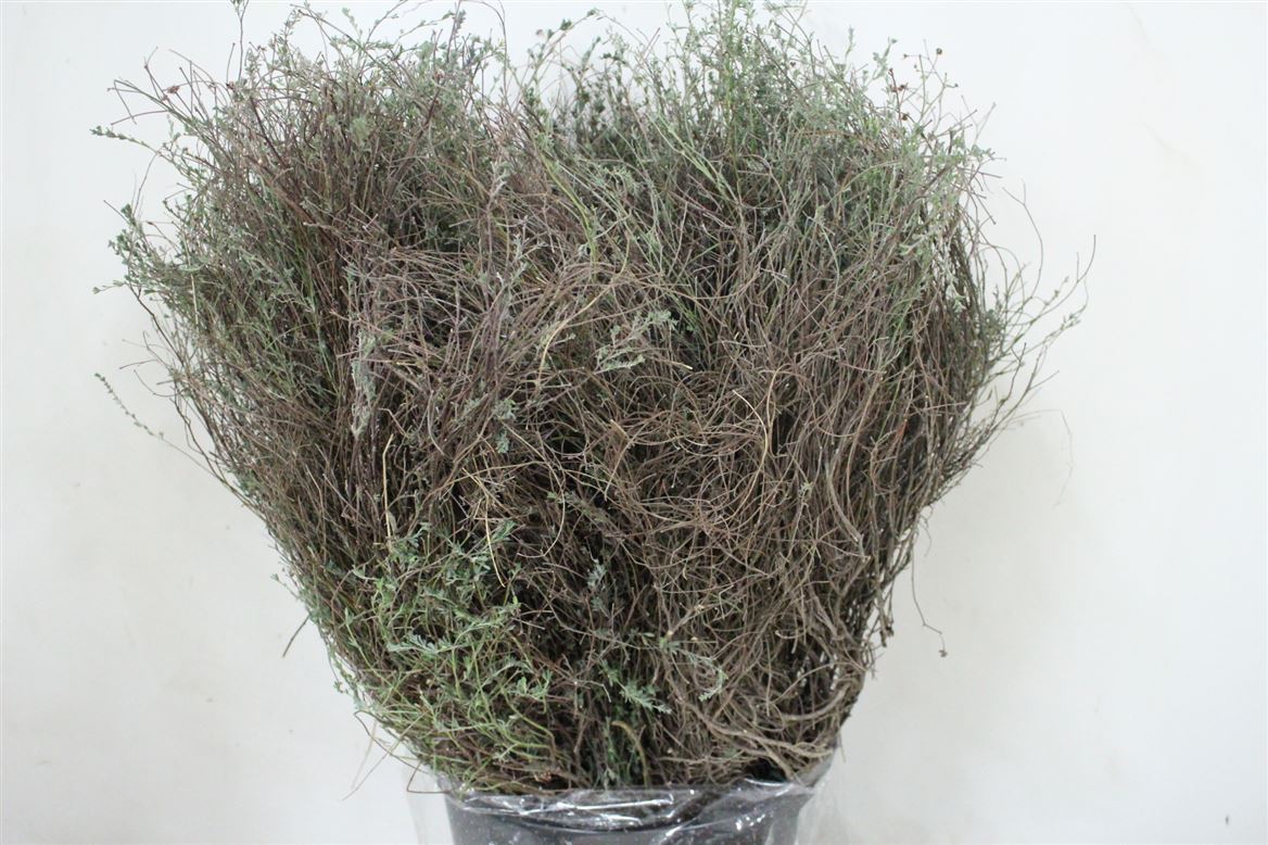 Thym-Falso-300gr-P-Bunch