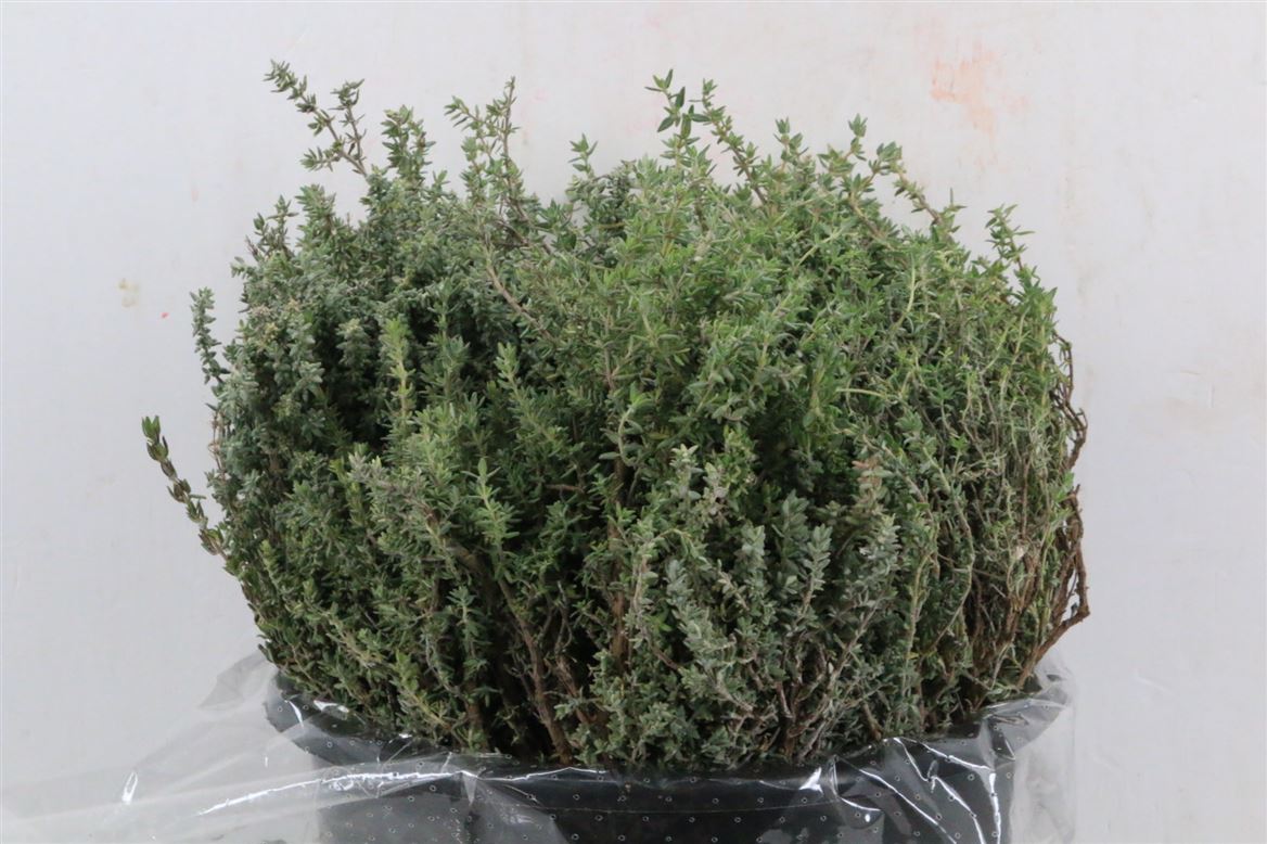 Thym-Scented-P-Bunch