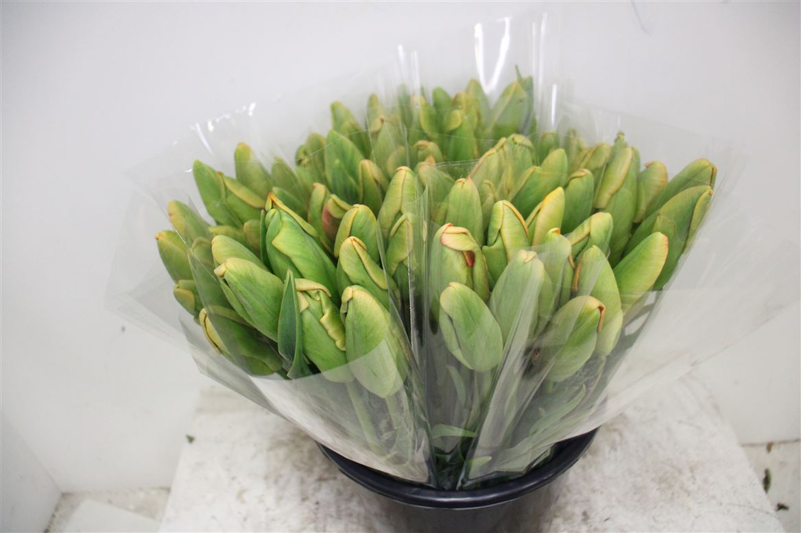 Tulipe-Coupee-Avignon