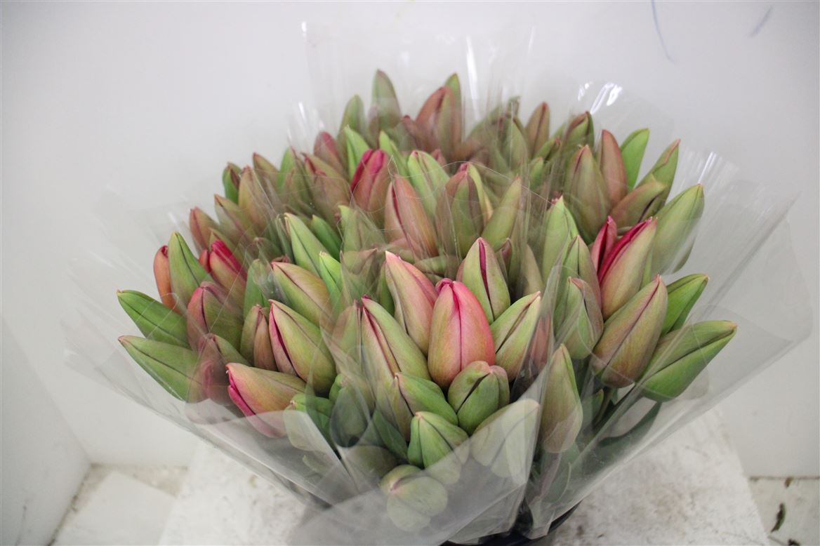 Tulipe-Coupee-La-Romaine