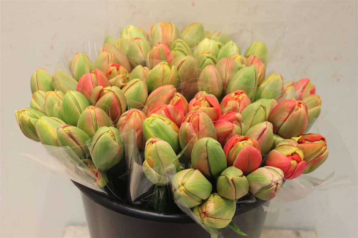 Tulipe-Coupee-Princesse-Unique