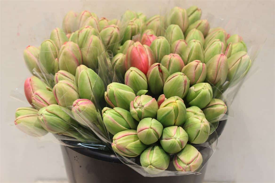 Tulipe-Coupee-Renown-Double