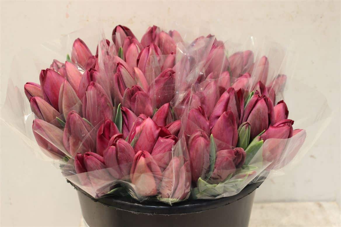 Tulipe-Coupee-Saint-Tropez