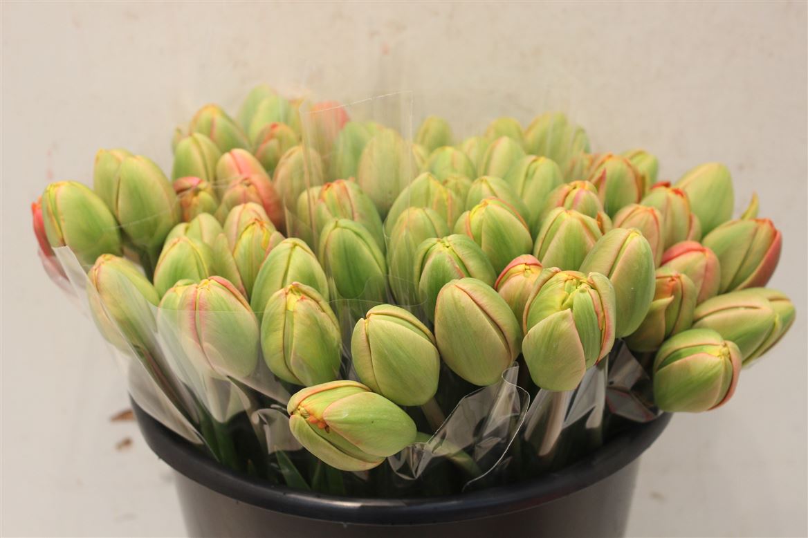 Tulipe-Coupee-Tahiti