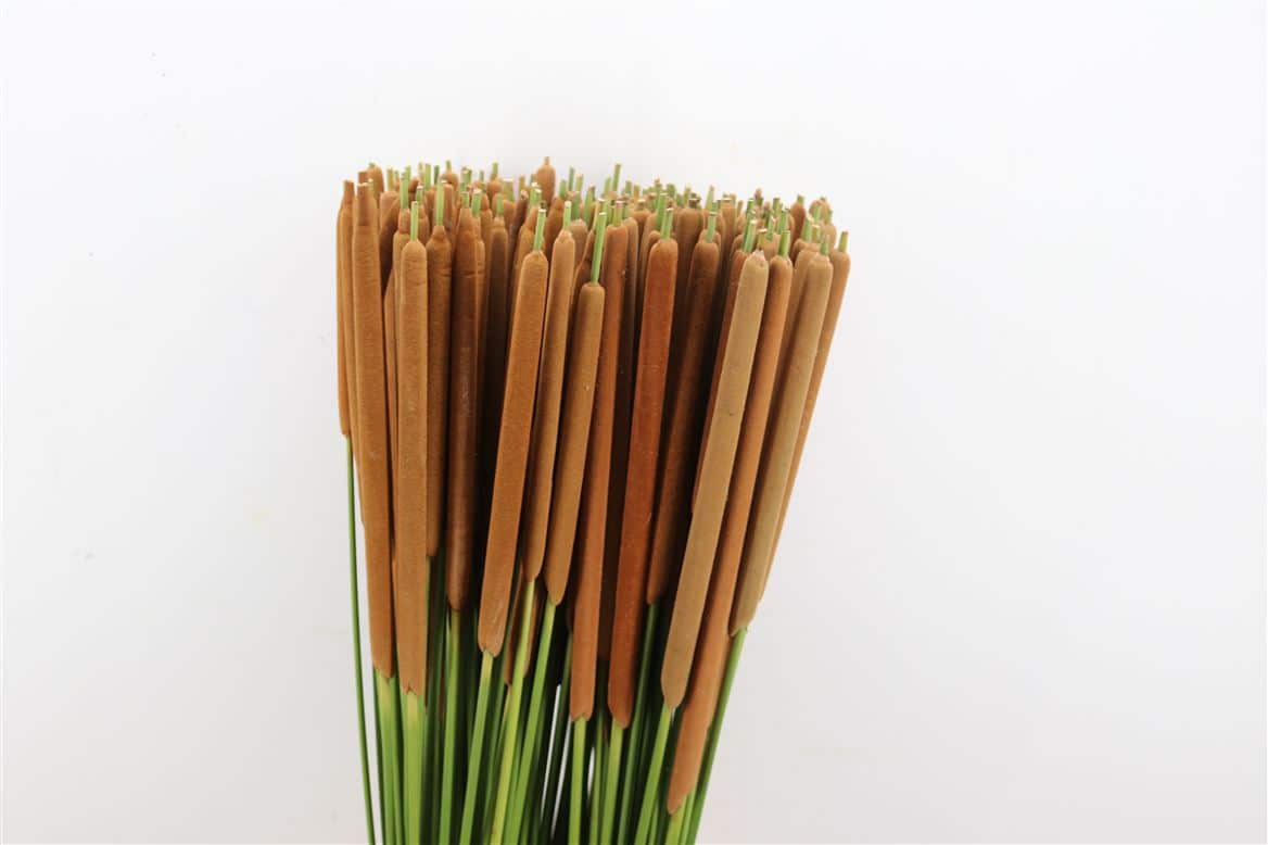 Typha-Rietsigaren-90cm-Per-Tak