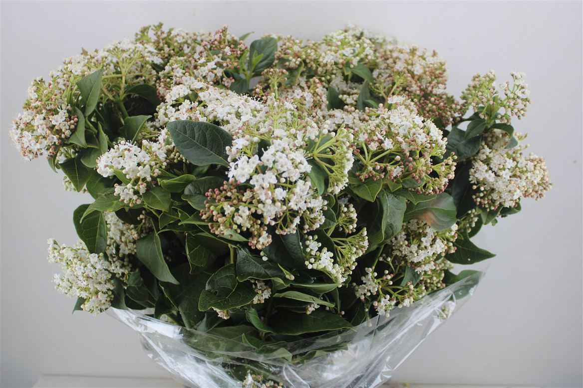 Viburnum-Bloei-White-P-Bunch