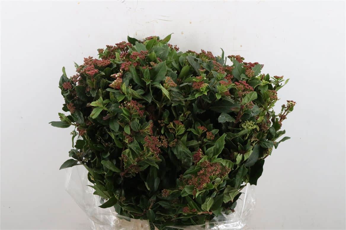 Viburnum-Blooming-Red-P-Bunch