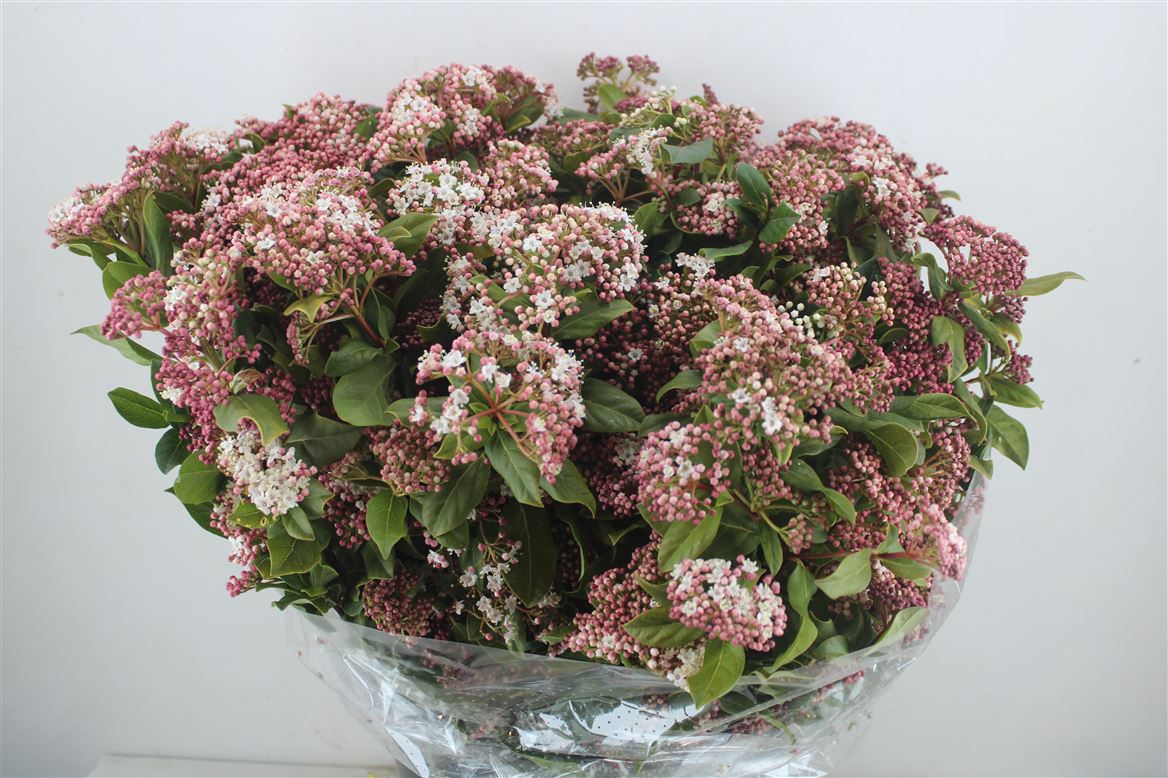 Viburnum-Blooming-Valery-P-Bunch