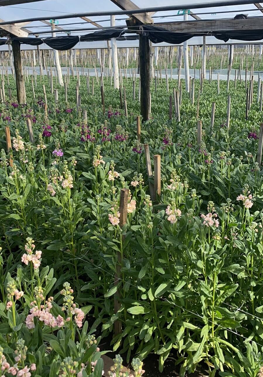 Violieren groothandel matthiola