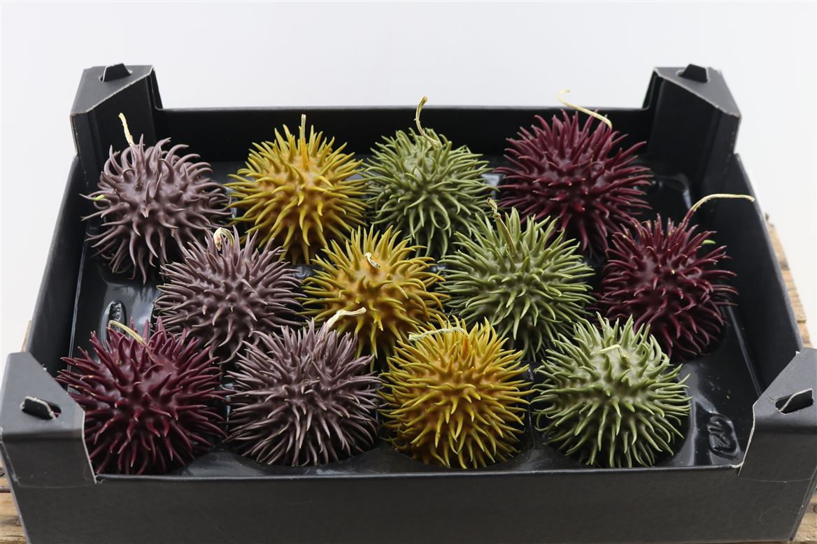 Wax-Egel-Xxl-Herfst-Mix