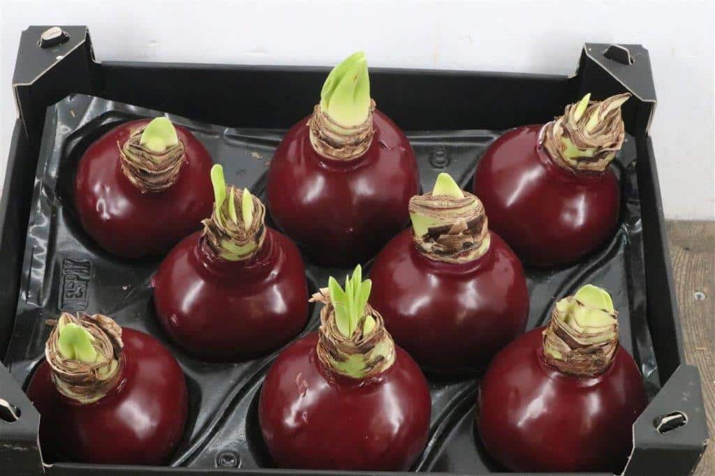 Wax-Hipp-Rood-Wijn