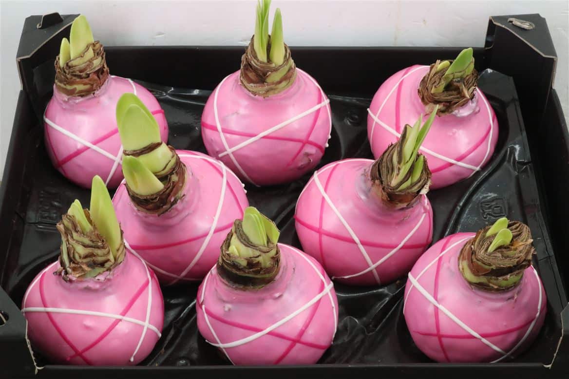 Wax-Hipp-Streep-Pink-Roze