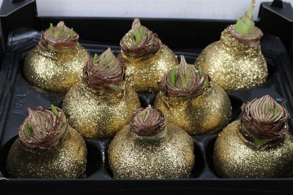 Wax-Hipp-Topline-Gl-Goud