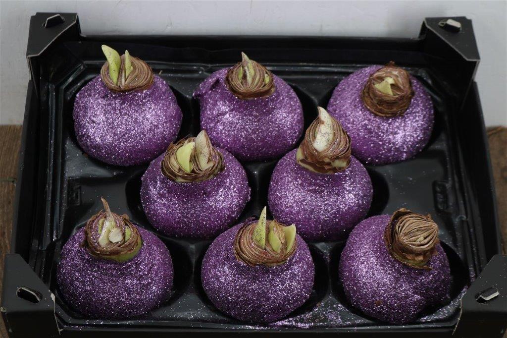 Wax-Hipp-Topline-Gl-Lavendel