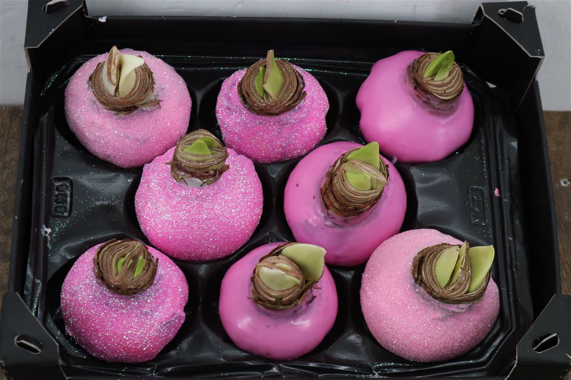 Wax-Hipp-Topline-Gl-Mix-Rose