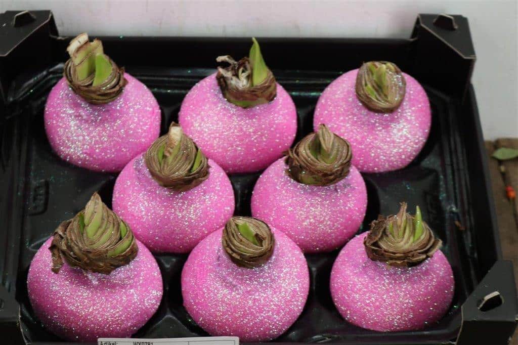 Wax-Hipp-Topline-Gl-Pink-Rose