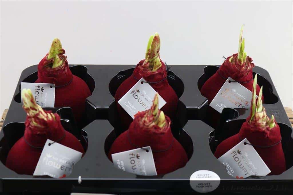 Wax-Hipp-Velvet-Bordeaux