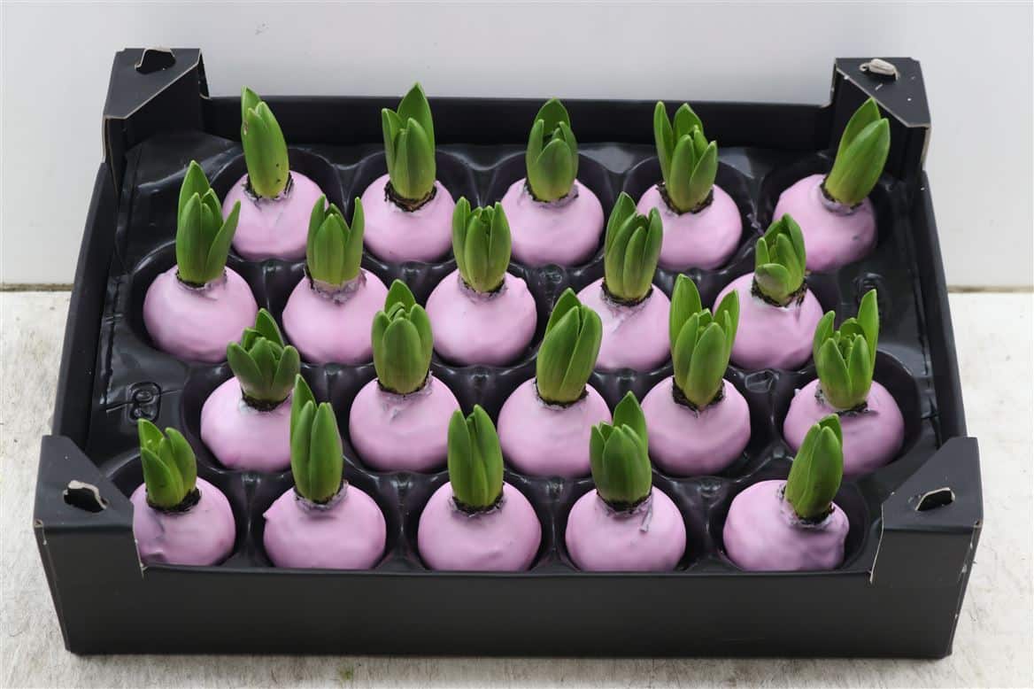 Wax-Hyacinth-Baby-Roze