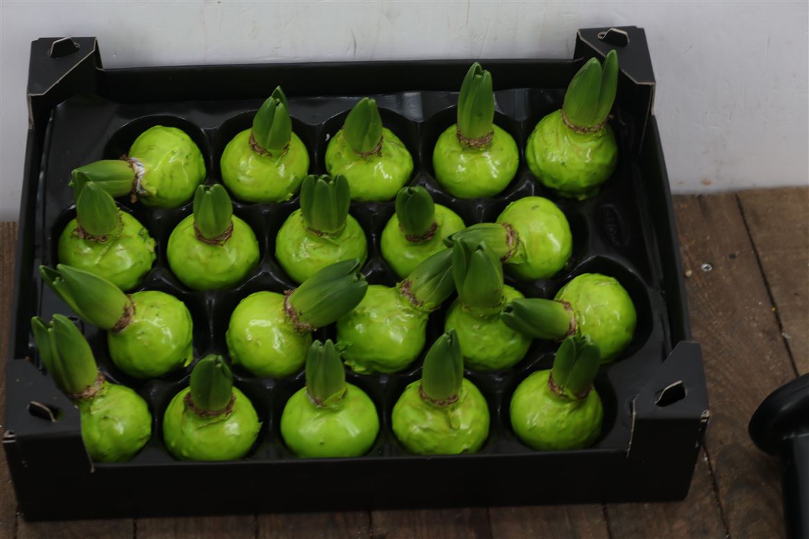 Wax-Hyacinth-Groen-Mint