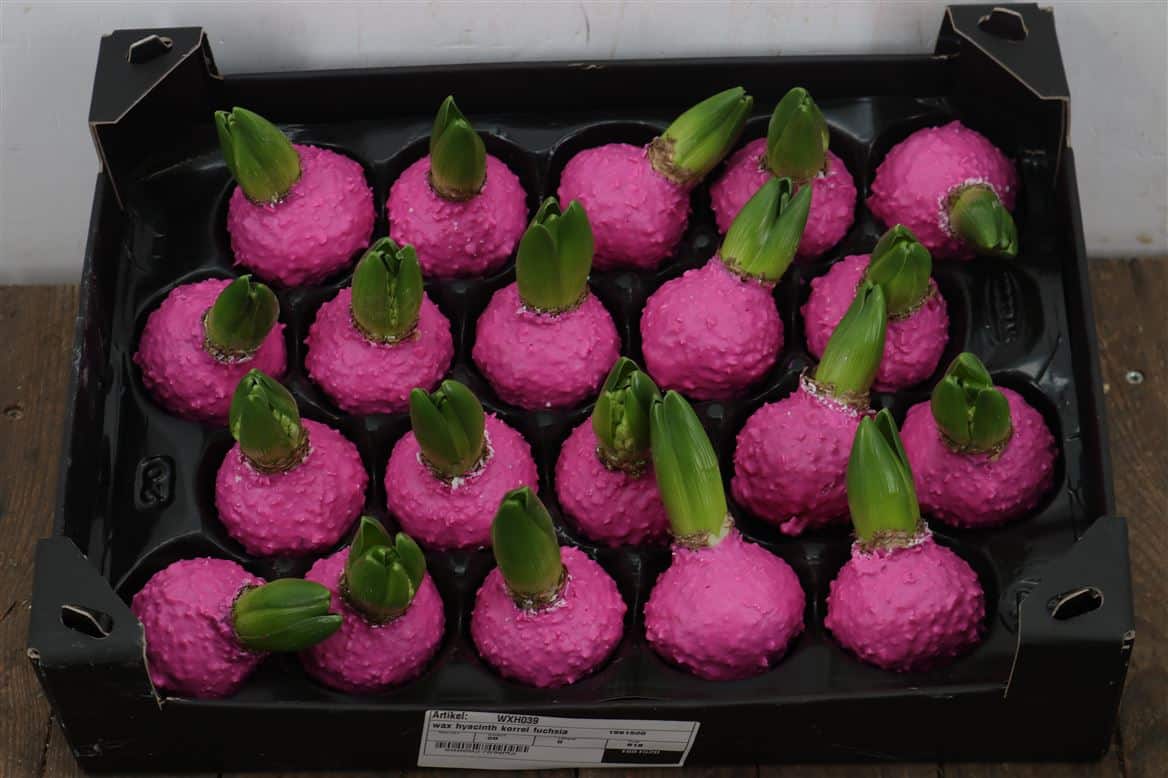 Wax-Hyacinth-Korrel-Fuchsia