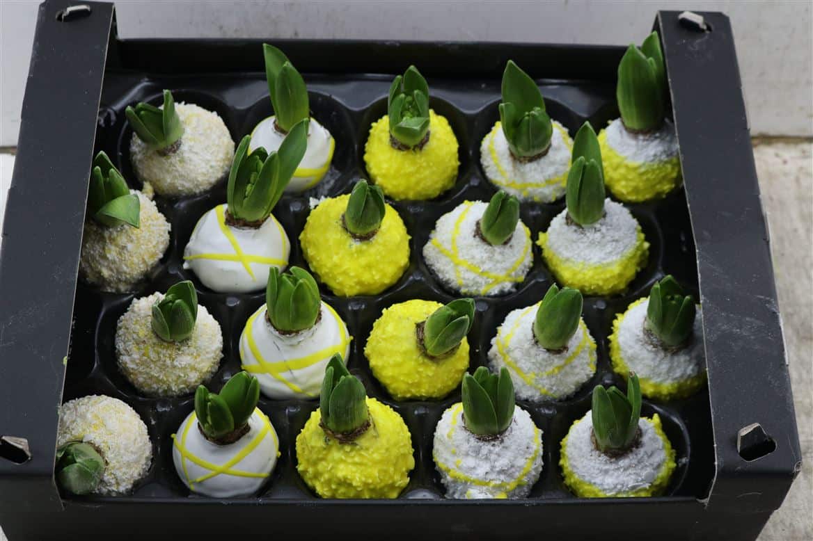 Wax-Hyacinth-Korrel-Geel-wit- Streep