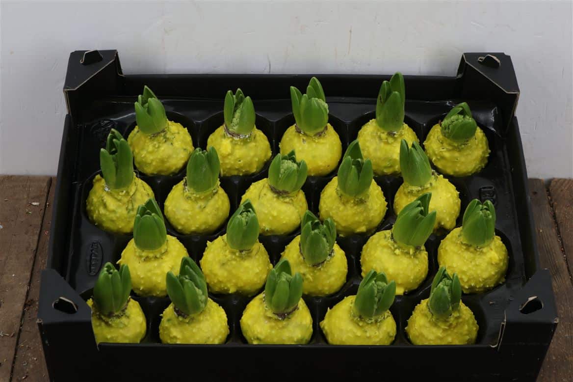Wax-Hyacinth-Korrel-Geel