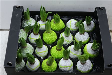 Wax-Hyacinth-Korrel-Groen-wit-Streep