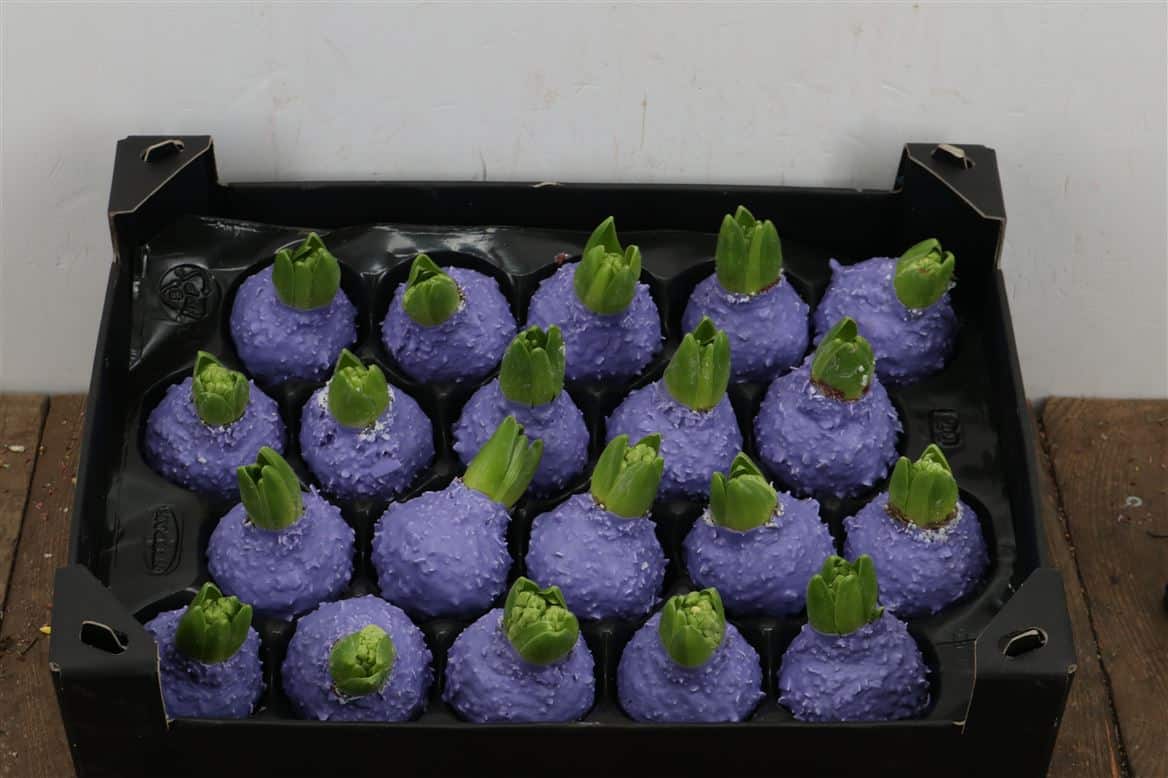 Wax-Hyacinth-Korrel-Lavendel