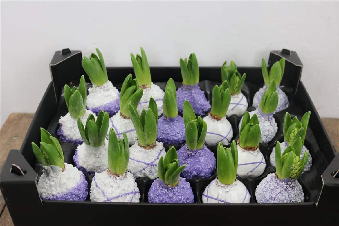 Wax-Hyacinth-Korrel-Lila-wit-Streep