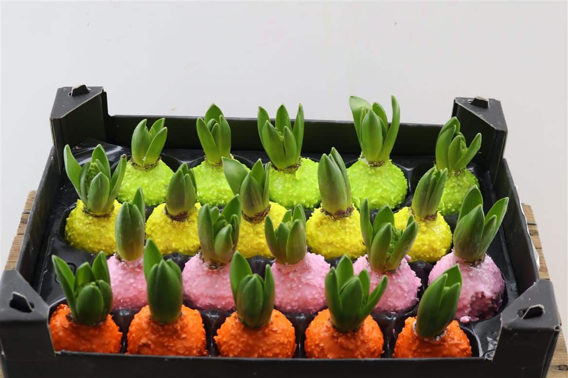 Wax-Hyacinth-Korrel-Mix