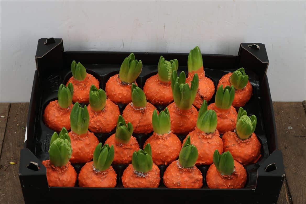 Wax-Hyacinth-Korrel-Oranje