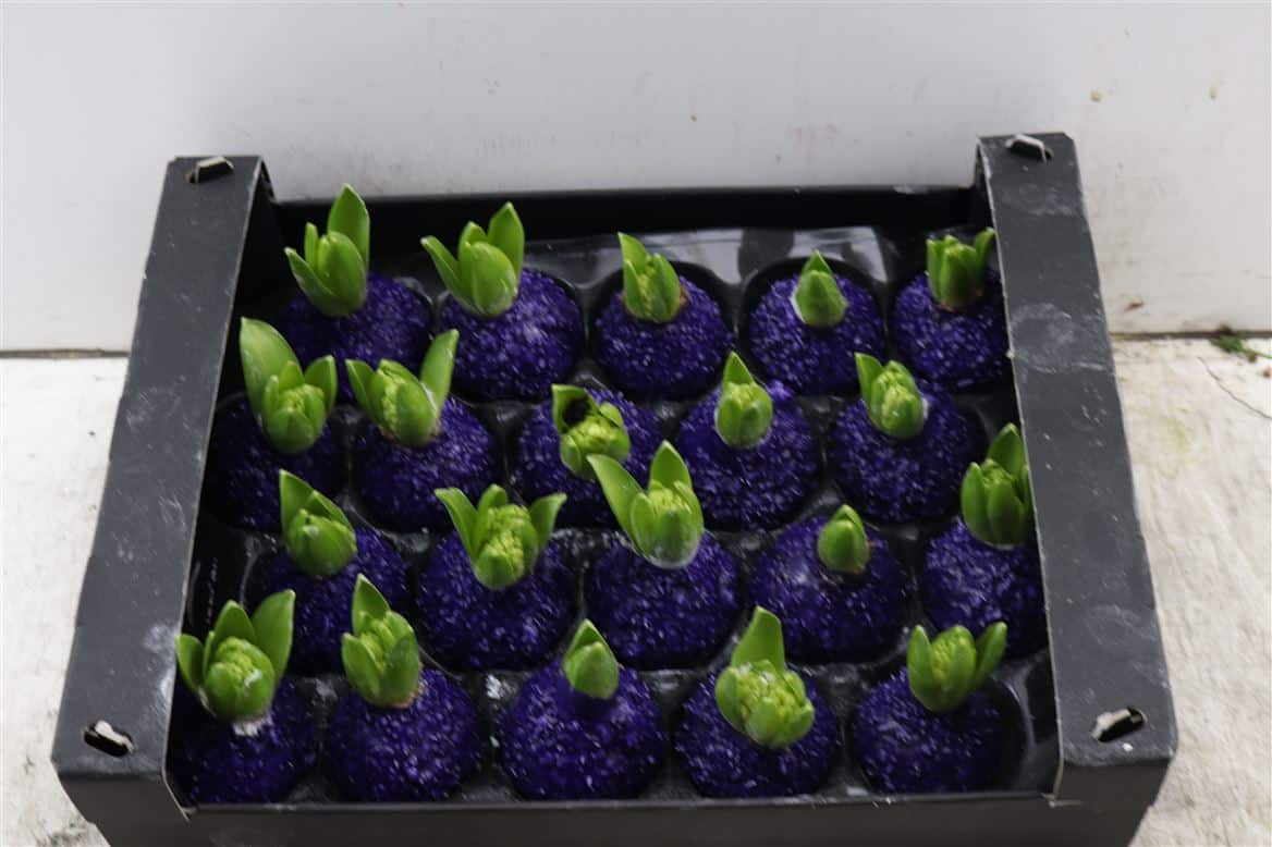 Wax-Hyacinth-Korrel-Paars