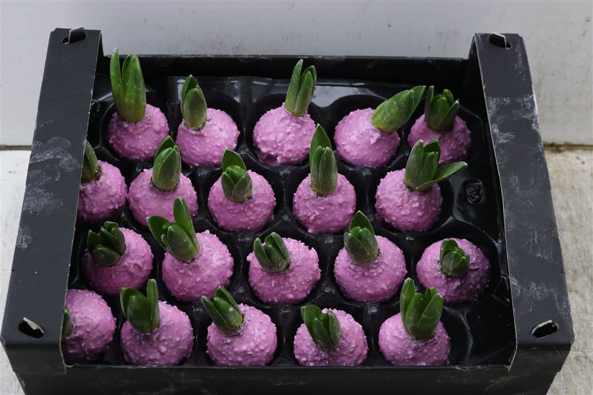Wax-Hyacinth-Korrel-Pink-Roze