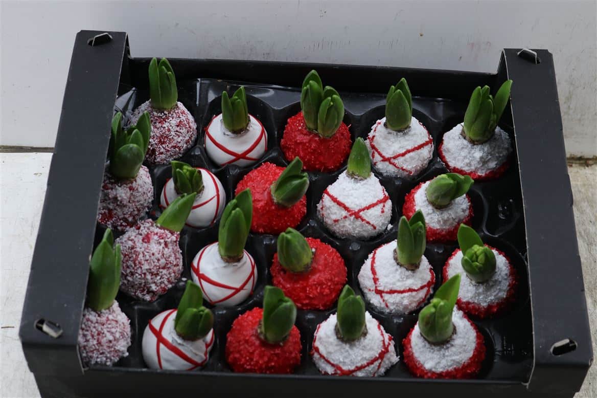 Wax-Hyacinth-Korrel-Rood-wit-Streep