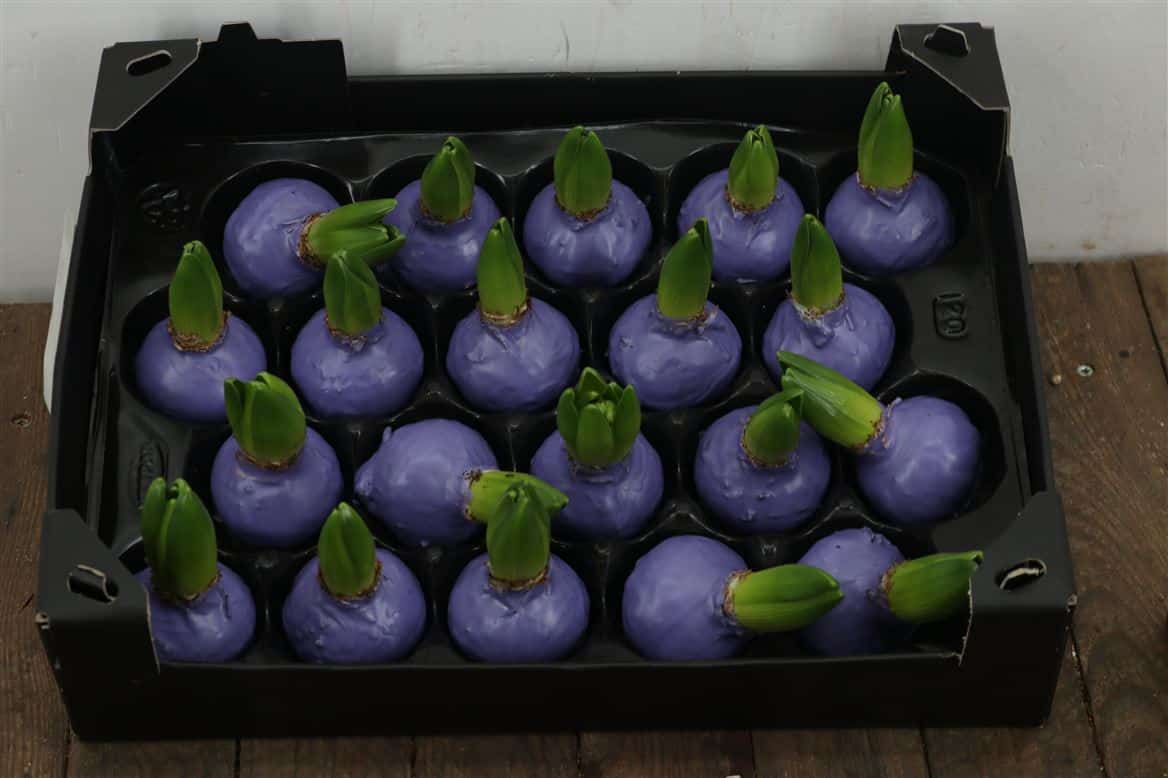 Wax-Hyacinth-Lavendel