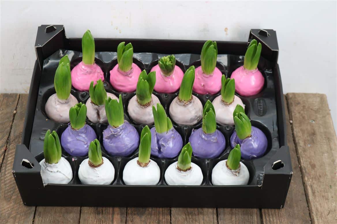 Wax-Hyacinth-Mix-Pastel