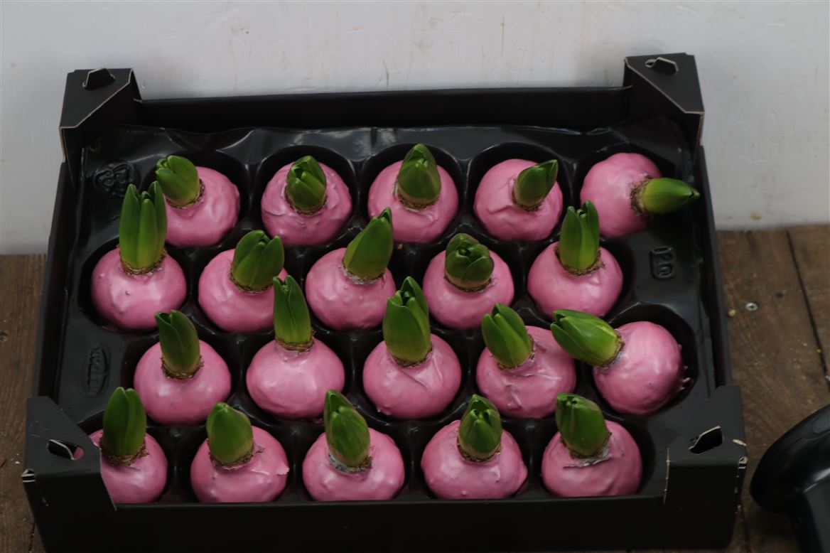 Wax-Hyacinth-Pinkrose