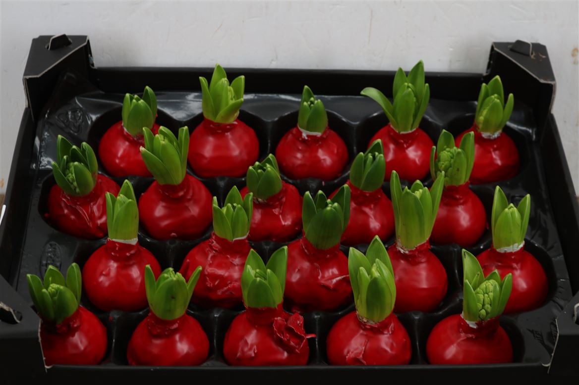 Wax-Hyacinth-Rood-Valentijn