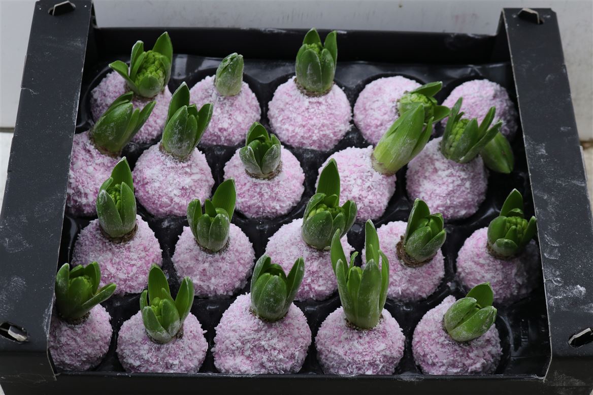 Wax-Hyacinth-Snow-Baby-Roze