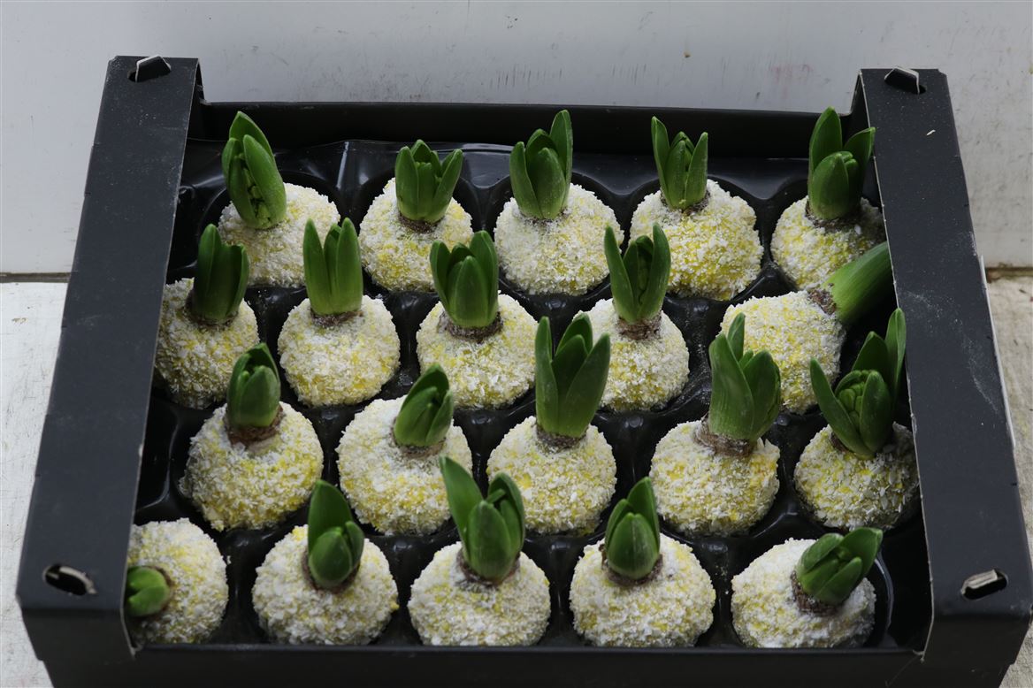 Wax-Hyacinth-Snow-Geel