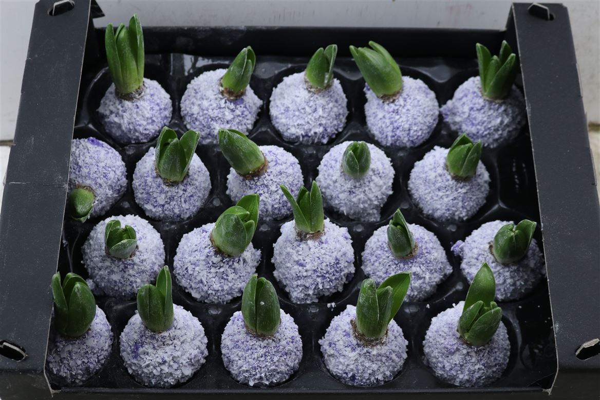 Wax-Hyacinth-Snow-Lavendel