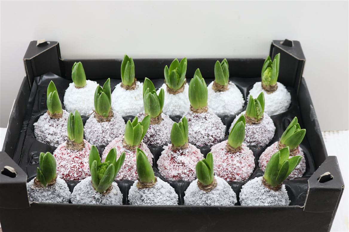 Wax-Hyacinth-Snow-Mix