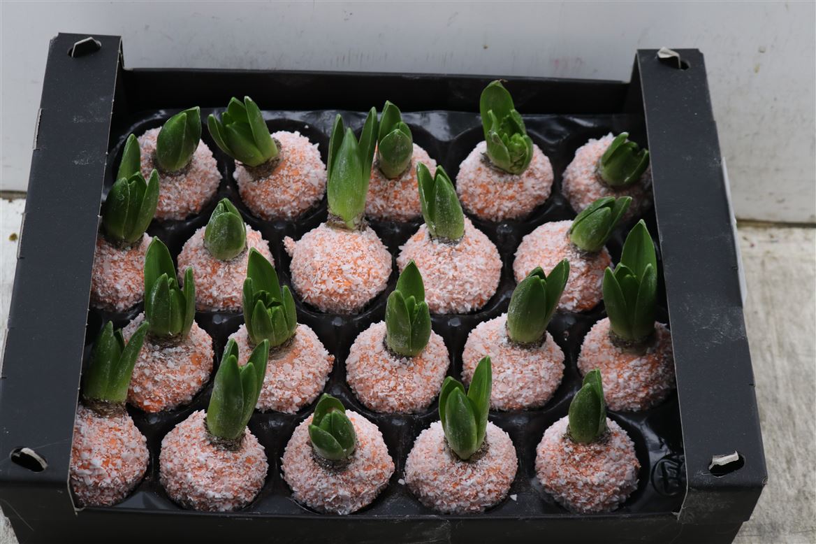 Wax-Hyacinth-Snow-Oranje