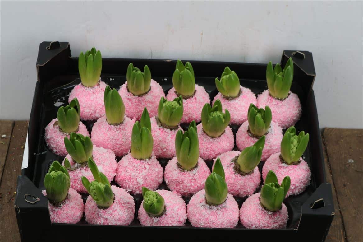 Wax-Hyacinth-Snow-Pink-Roze